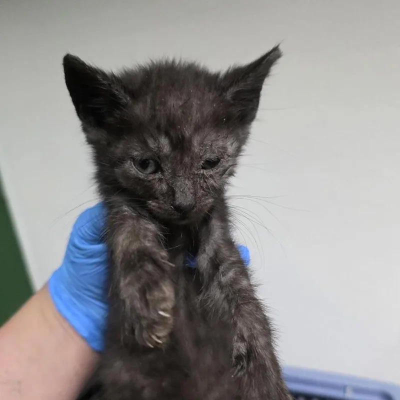 A baby small-sized female Gray / Blue / Silver Domestic Medium Hair cat named Astatine for adoption in Tacoma, WA