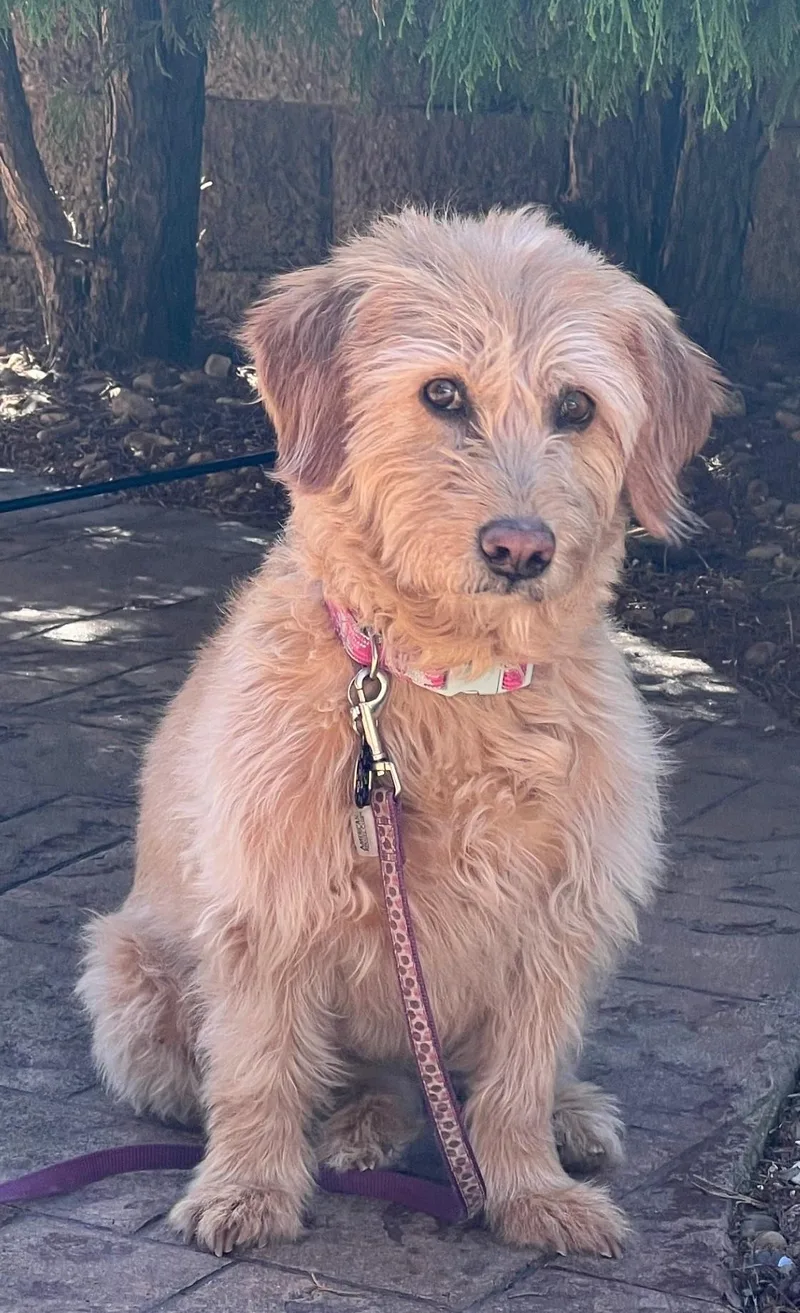 A senior medium-sized female Apricot / Beige Labradoodle dog named Molly for adoption in Falls Church, VA