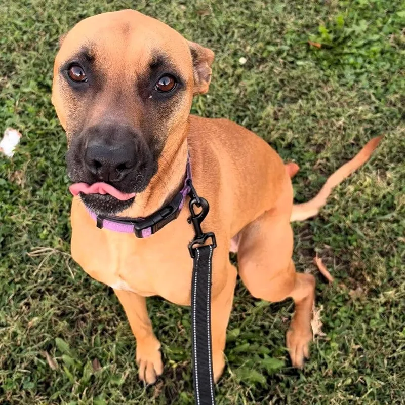 An adult medium-sized female Shepherd dog named Moxie for adoption in Shawnee, KS