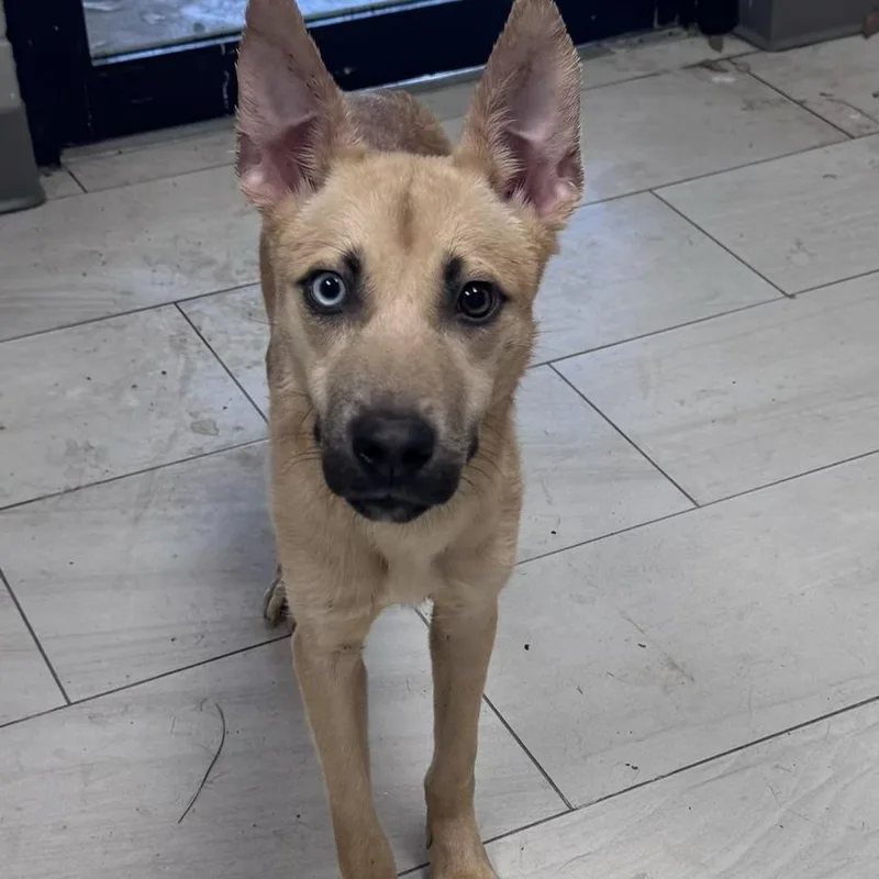 A young medium-sized male Yellow / Tan / Blond / Fawn German Shepherd Dog dog named Griffen for adoption in Lufkin, TX