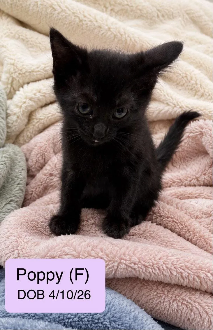 A baby medium-sized female Domestic Short Hair cat named Poppy for adoption in Vacaville, CA
