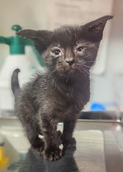 A baby small-sized male Domestic Short Hair cat named Nibbler for adoption in Fresno, CA