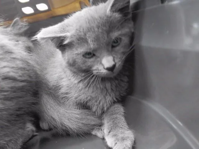 A baby small-sized female Domestic Short Hair cat named Jenny Jones for adoption in Omaha, NE