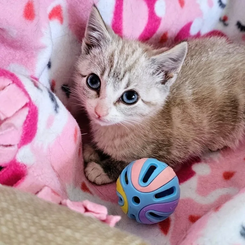 Coco