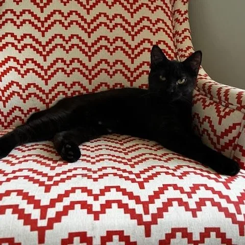 A baby medium-sized male Black Domestic Short Hair cat named Doc& Bashful for adoption in Mayfield, NY