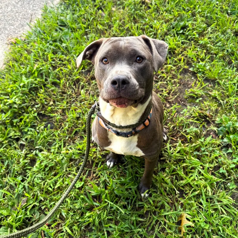 A young medium-sized female Mixed Breed dog named Arizona for adoption in Brookhaven, NY