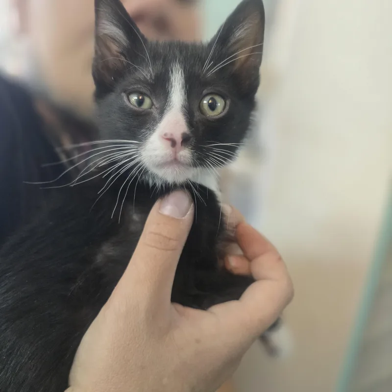 A baby small-sized male Domestic Short Hair cat named Damon for adoption in Globe, AZ