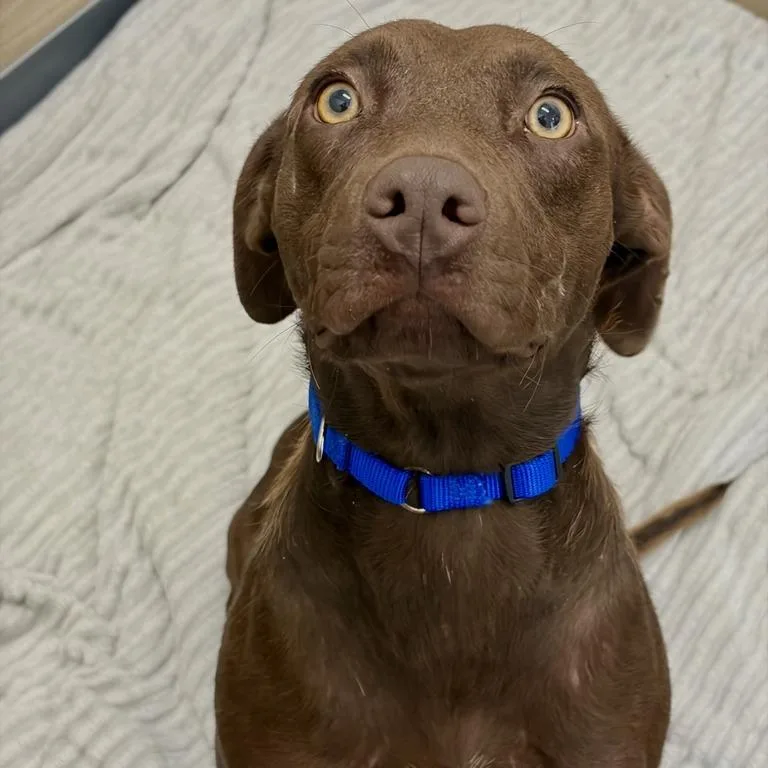 A young medium-sized female Brown / Chocolate Mixed Breed dog named Betsy for adoption in Matteson, IL
