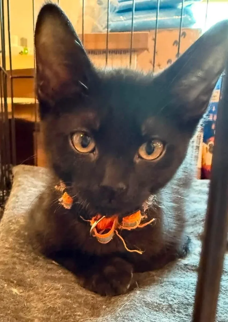 A baby large-sized male Black Domestic Short Hair cat named Elmer Fudd for adoption in Sioux City, IA