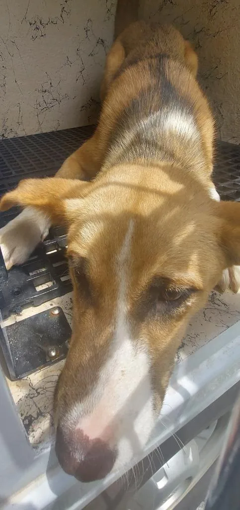 A baby medium-sized female Mixed Breed dog named Dolly for adoption in Cartersville , GA