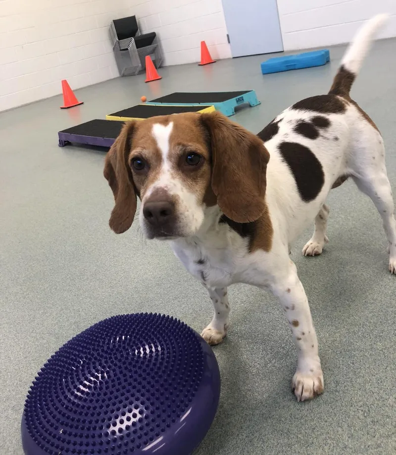 Scarlett thumbnail 2