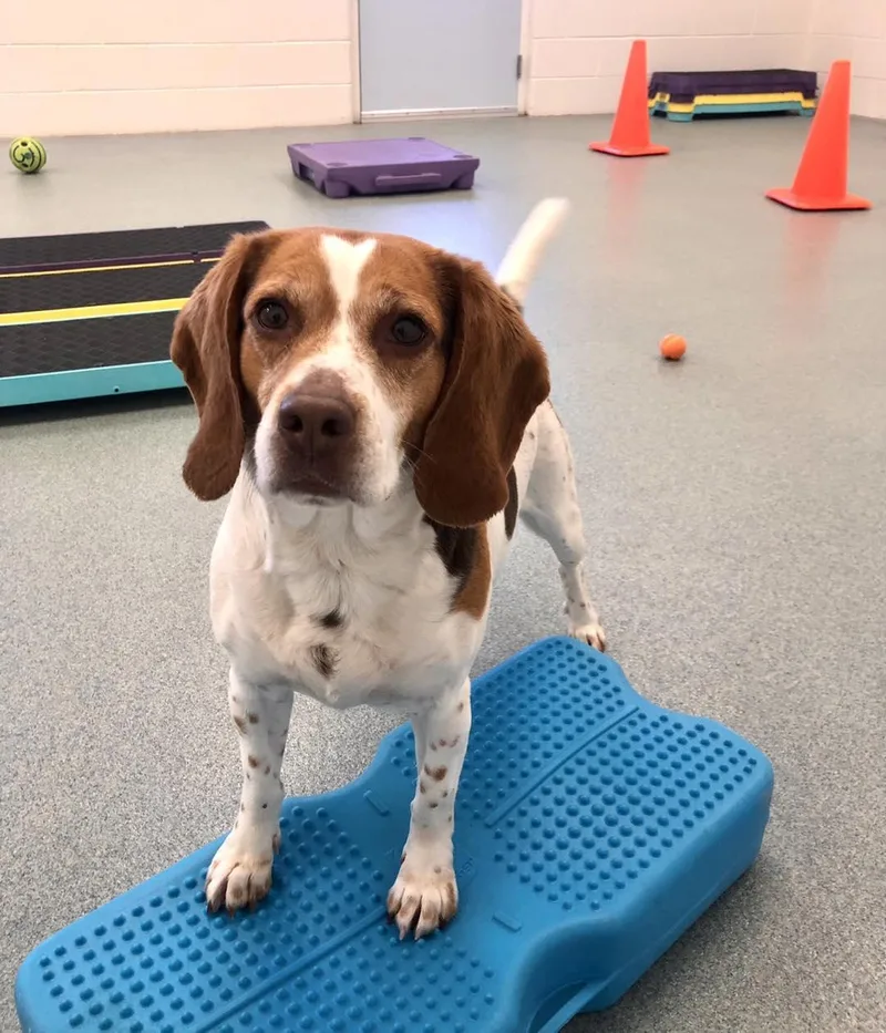 Scarlett thumbnail 4