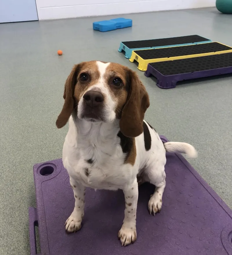 Scarlett thumbnail 5