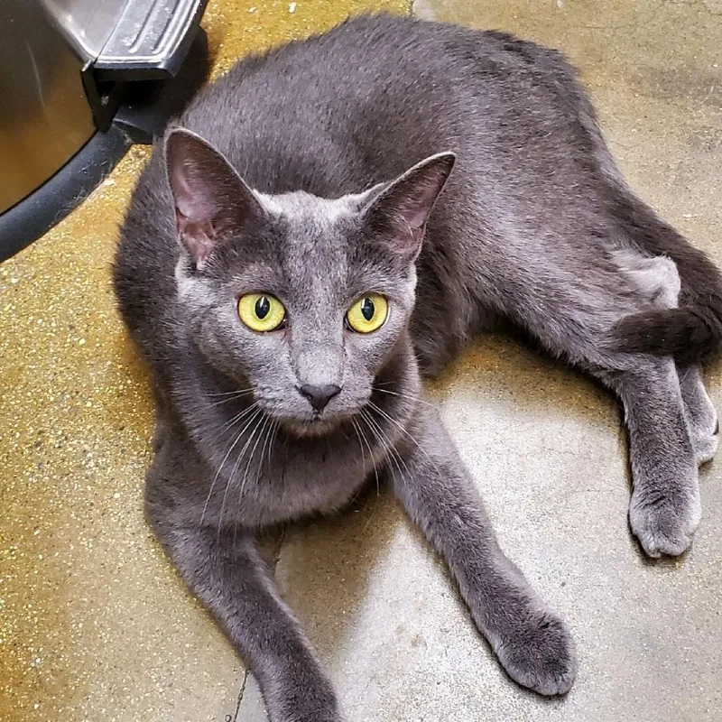 A young small-sized female Gray / Blue / Silver Russian Blue cat named Tupac for adoption in Hemet, CA