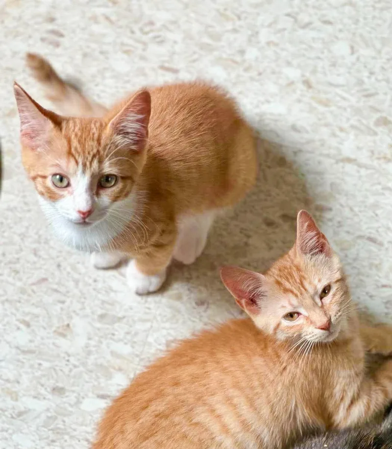 A baby large-sized male Orange & White Domestic Short Hair cat named Buzzy for adoption in Mullica Hill, NJ
