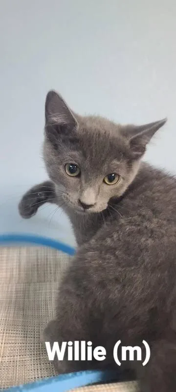 A young small-sized male Domestic Short Hair cat named Willie for adoption in Beatrice, NE