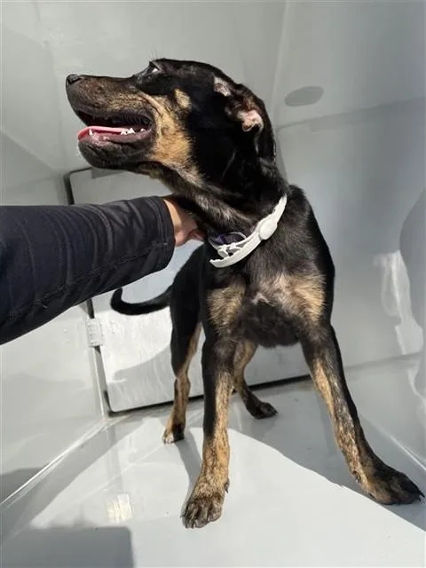 An adult small-sized female Rottweiler dog named A for adoption in Houston, TX