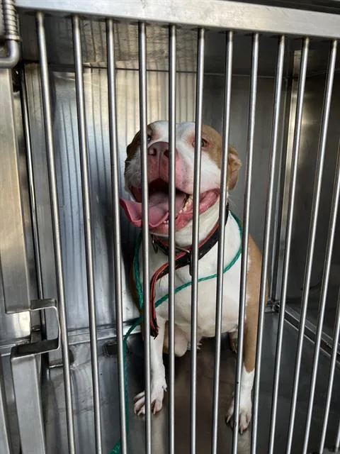 A young medium-sized female Mixed Breed dog named Dottie for adoption in Dallas, TX