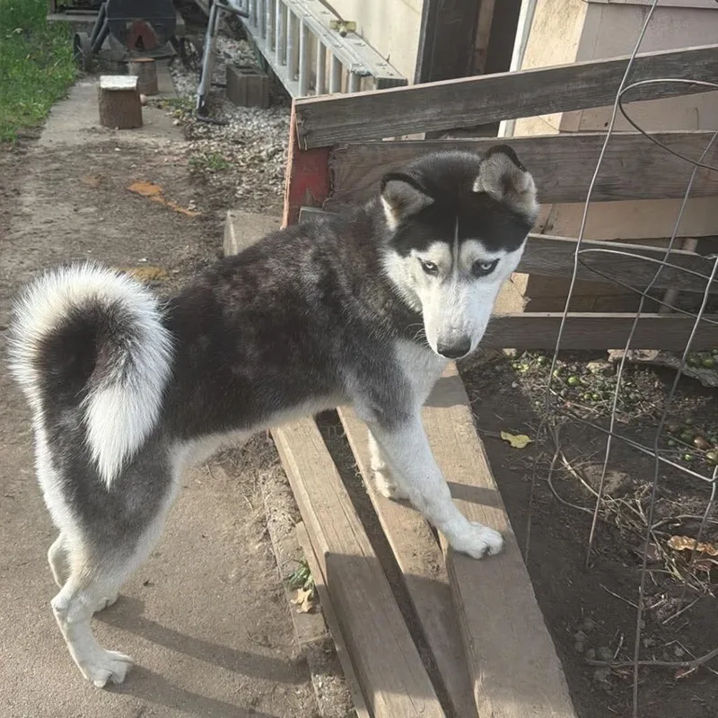 A young large-sized male Black Husky dog named Tyson for adoption in Marshalltown, IA
