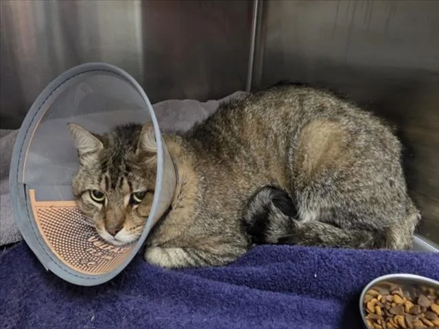 An adult medium-sized male Domestic Short Hair cat named Cider for adoption in Derwood, MD