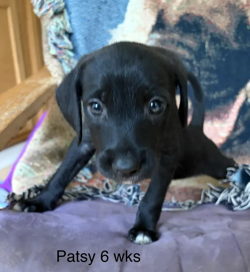 Patsy thumbnail 4