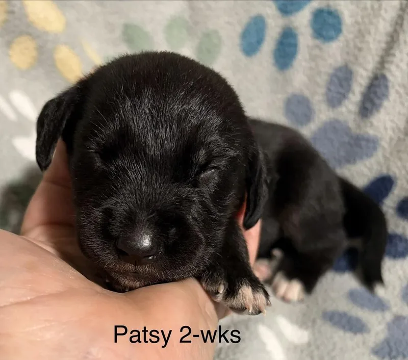 Patsy thumbnail 5