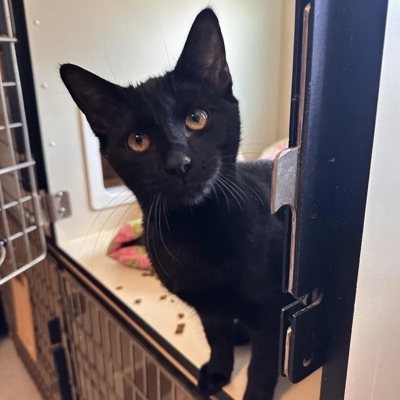 A young medium-sized female Black Domestic Short Hair cat named Zoom Meeting for adoption in Rocky Mount, VA