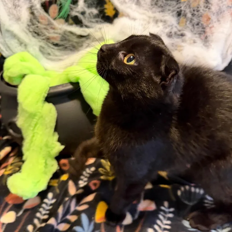 A young small-sized male Black Domestic Short Hair cat named Bram Stoker for adoption in Fredericksburg, VA