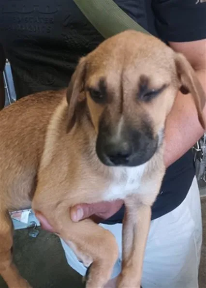 A baby small-sized female German Shepherd Dog dog named Cleo for adoption in Los Angeles, CA