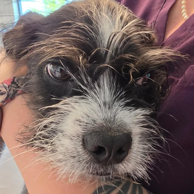 A young small-sized male Black Mixed Breed dog named Benji for adoption in Leander, TX