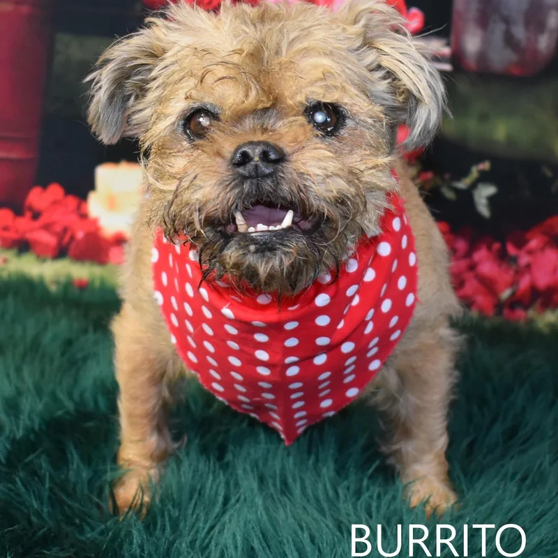 Burrito