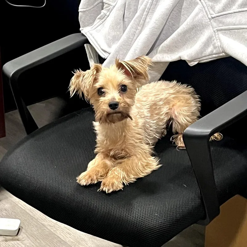 A young small-sized female Golden Yorkshire Terrier dog named Ava for adoption in Waldorf, MD