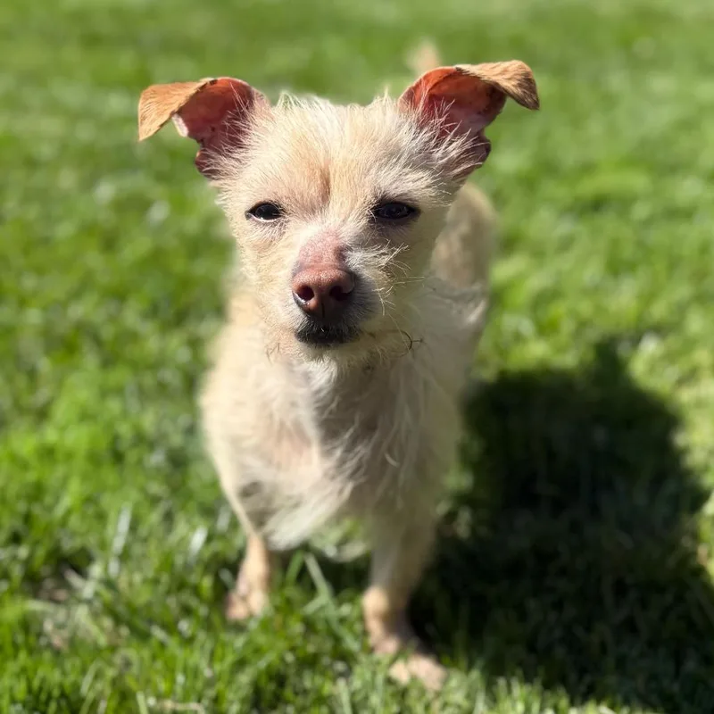 A young small-sized male Yellow / Tan / Blond / Fawn Terrier dog named Oliver for adoption in San Diego, CA