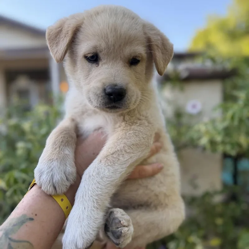 A baby large-sized male White / Cream Border Collie dog named Colby for adoption in Point Richmond, CA