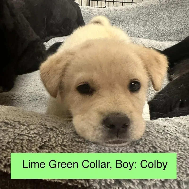 Colby thumbnail 2