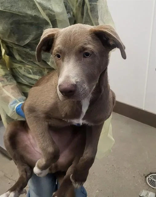 A baby small-sized male Pit Bull Terrier dog named A for adoption in Tucson, AZ