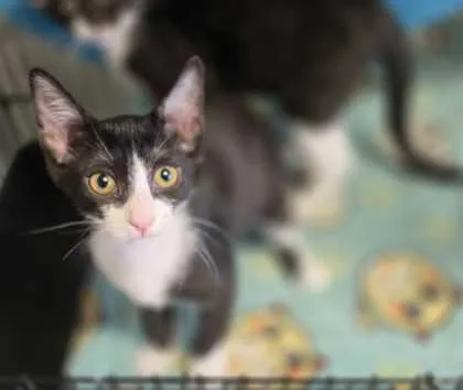 A young small-sized female Domestic Short Hair cat named Manon for adoption in Baton Rouge, LA