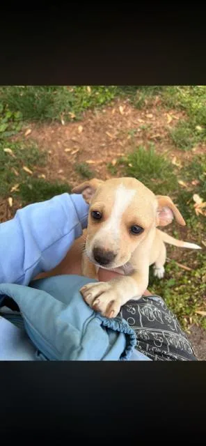 A baby small-sized male Terrier dog named Goose for adoption in Gastonia, NC