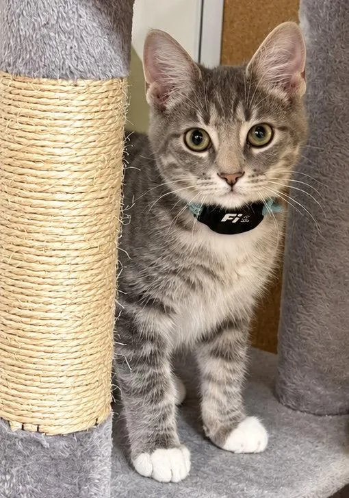 A baby small-sized male Domestic Short Hair cat named Smoky for adoption in Newport, KY