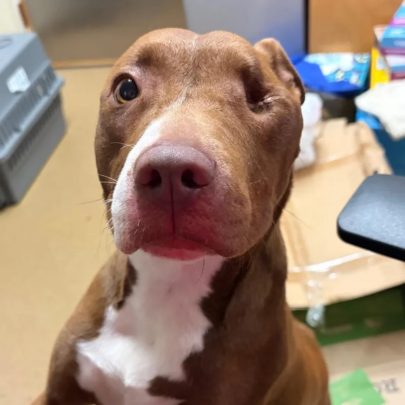 An adult medium-sized female Apricot / Beige Mixed Breed dog named Izzy for adoption in Chattanooga, TN