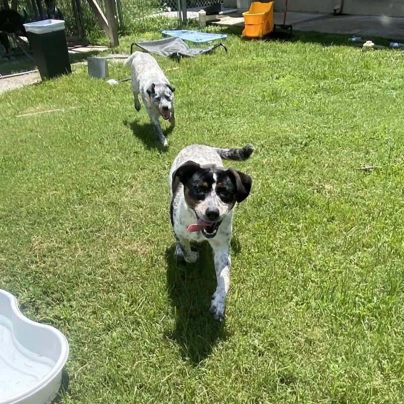 An adult medium-sized male Australian Cattle Dog / Blue Heeler dog named Holler for adoption in Caryville, TN