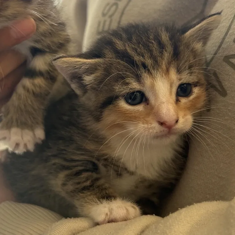 A baby small-sized female Buff / Tan / Fawn Domestic Short Hair cat named Lauren for adoption in Chattanooga, TN