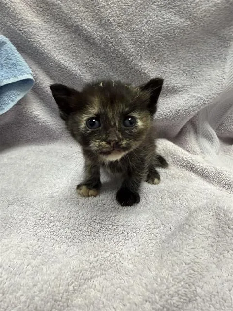 A baby small-sized female Domestic Short Hair cat named Eira for adoption in Ontario, CA