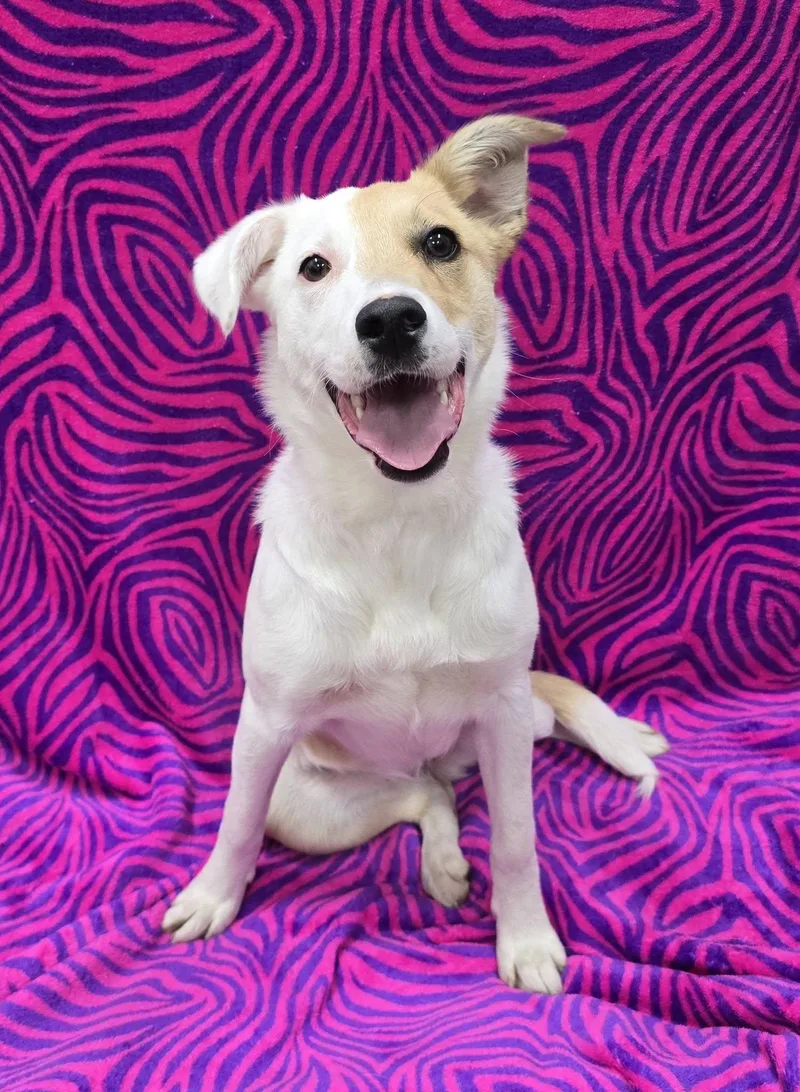 A young medium-sized female Mixed Breed dog named Iris for adoption in Frankfort, IN