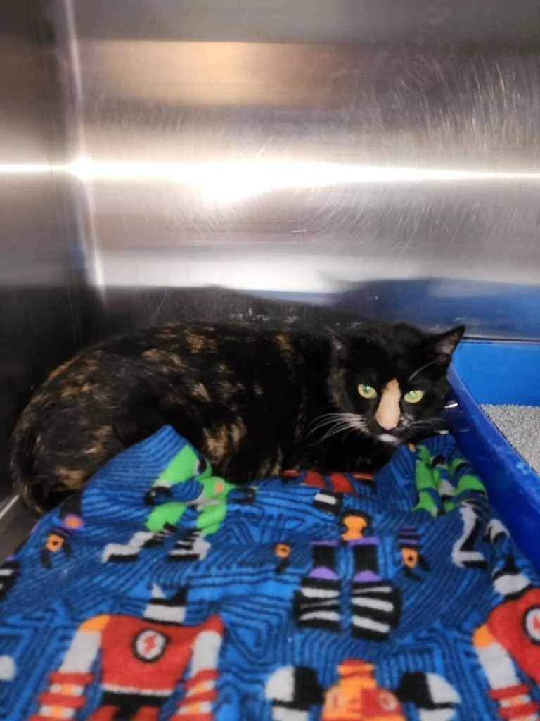 An adult medium-sized female Domestic Short Hair cat named Francine for adoption in Virginia, MN