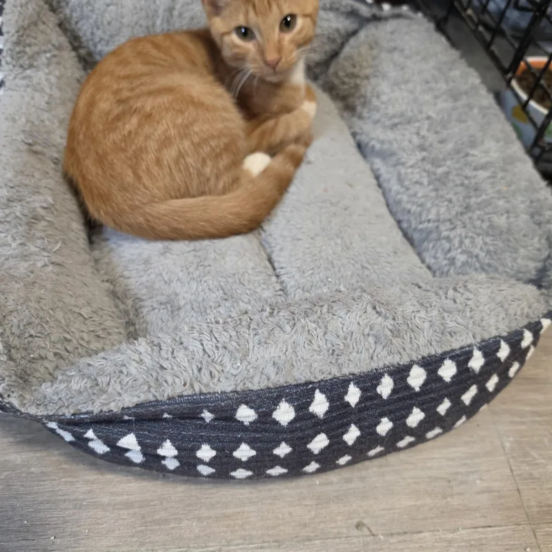 A baby small-sized male Orange & White Tabby cat named Nutmeg for adoption in Lawrenceville, GA