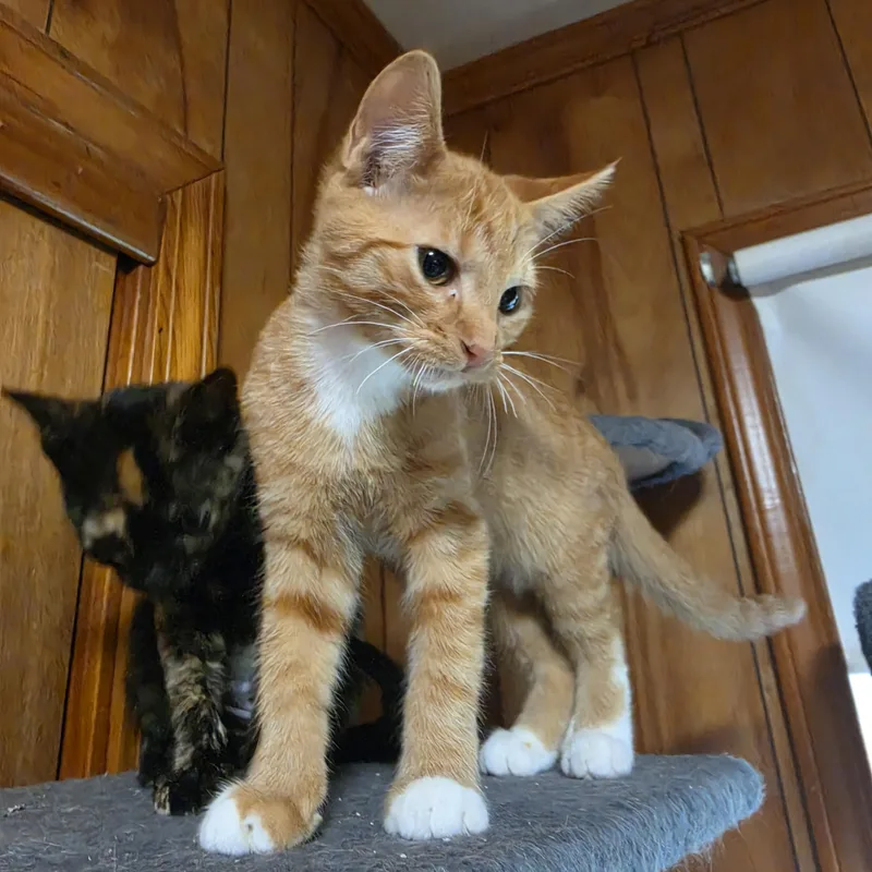 Nutmeg thumbnail 3
