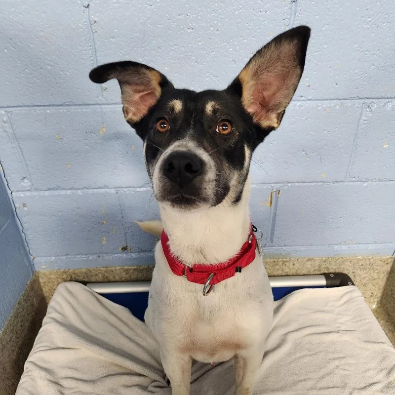 A young medium-sized male Rat Terrier dog named Sir Isaac Newton for adoption in Falls Church, VA
