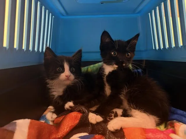 A baby small-sized male Domestic Medium Hair cat named Maui for adoption in Tustin, CA