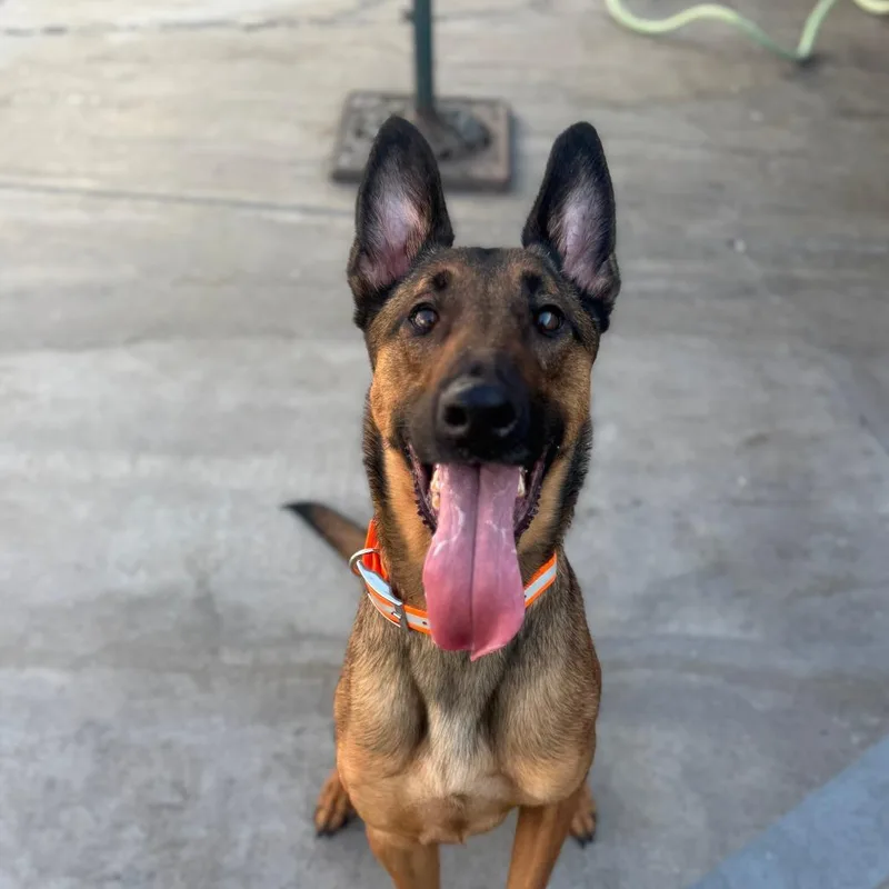 An adult large-sized male Brown / Chocolate Belgian Shepherd / Malinois dog named Luca Costa Mesa Location for adoption in Chino Hills, CA